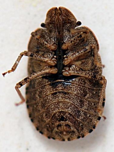 Réf. 161 584 : Sciocoris homalonotus