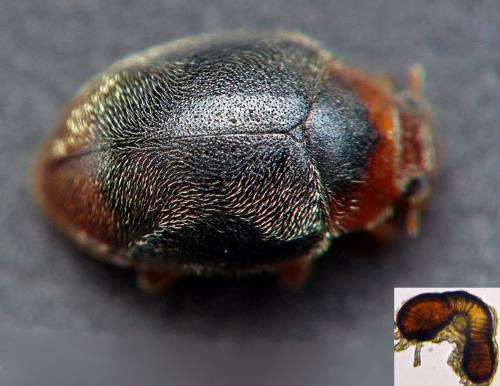 Réf. 161 173 : Scymnus haemorrhoidalis