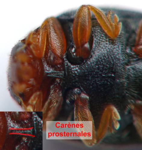Scymnus haemorrhoidalis