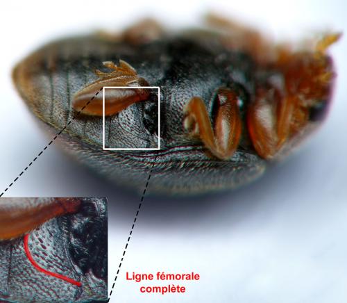 Réf. 161 175 : Scymnus haemorrhoidalis