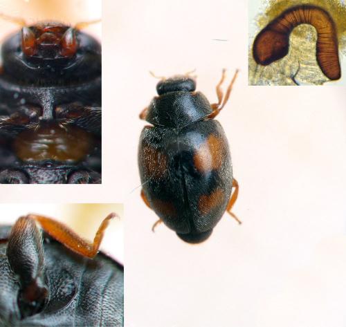 Scymnus frontalis