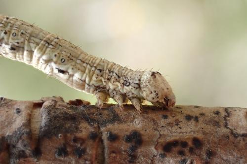 Selidosema taeniolaria