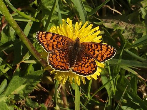 Réf. 161 838 : Melitaea phoebe