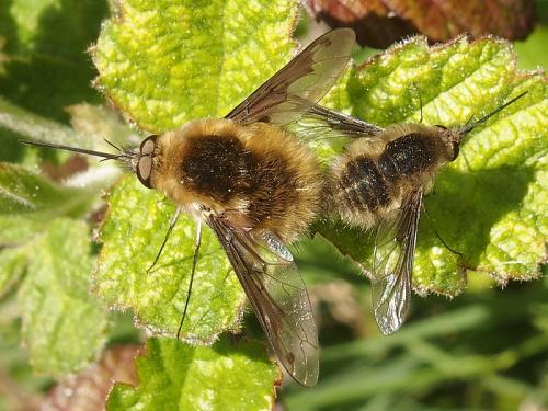 Bombylius fimbriatus