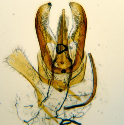 Anthrenus angustefasciatus