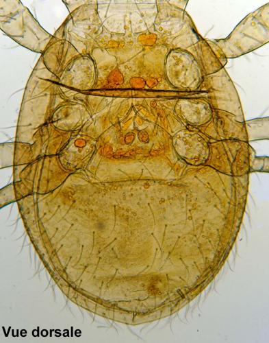 Réf. 161 391 : Pergamasus sp.