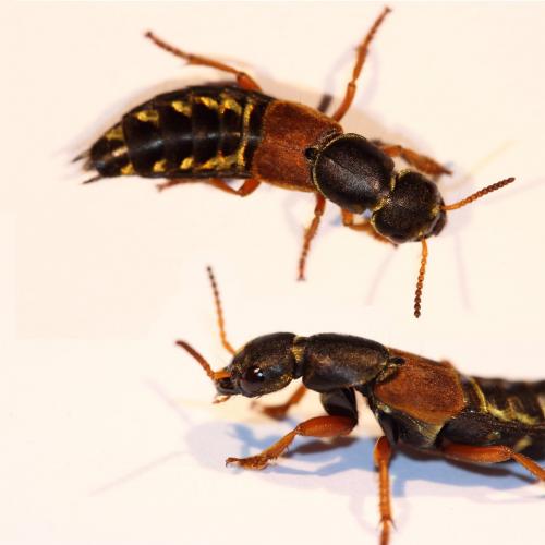 Réf. 161 300 : Staphylinus caesareus