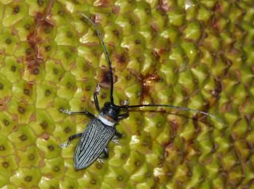 Sternotomis thomsoni