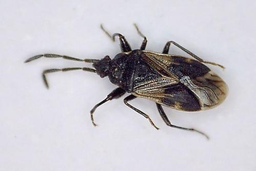 Réf. 161 534 : Taphropeltus contractus