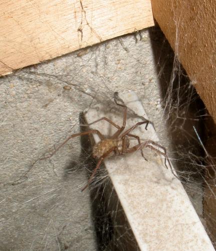 Eratigena sp.