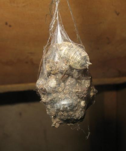 Eratigena sp.