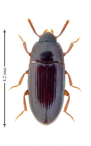 Diaclina fagi