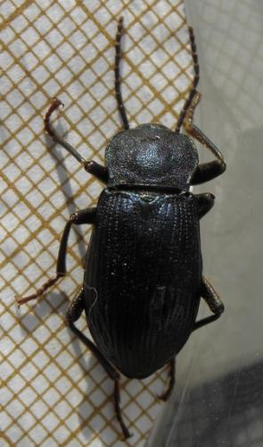Réf. 161 346 : Helops caeruleus
