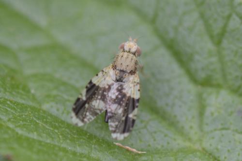 Réf. 161 648 : Tephritis formosa
