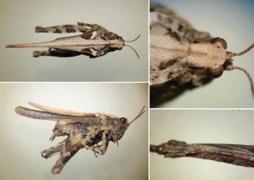 Réf. 161 219 : Tetrix ceperoi ceperoi