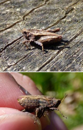 Tetrix undulata