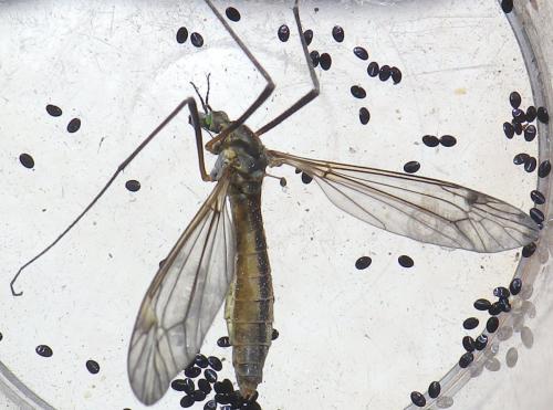 Tipula vernalis