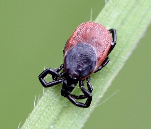 Réf. 161 157 : Ixodes sp.