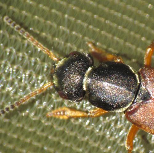Réf. 161 332 : Staphylinus dimidiaticornis