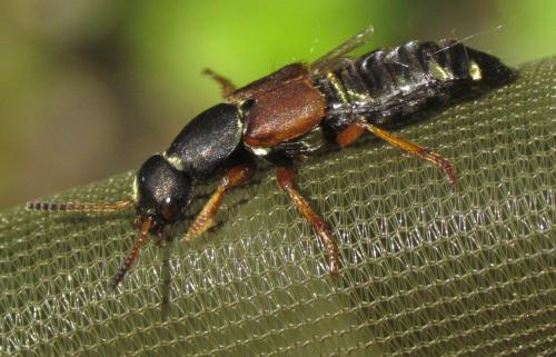 Réf. 161 334 : Staphylinus dimidiaticornis