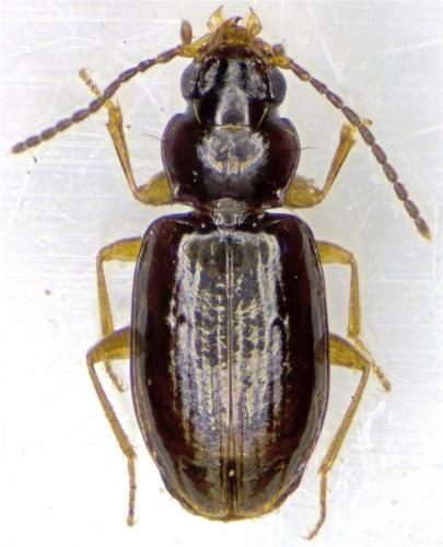 Réf. 161 056 : Tachys bistriatus
