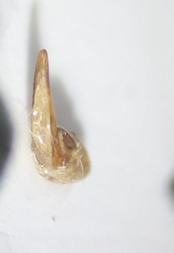 Réf. 161 557 : Trichotichnus laevicollis