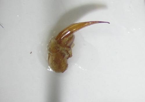 Réf. 161 558 : Trichotichnus laevicollis