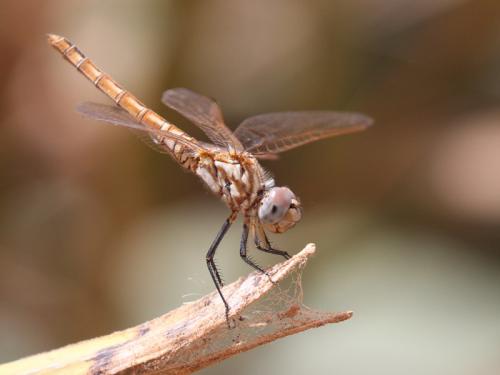 Réf. 161 260 : Trithemis annulata