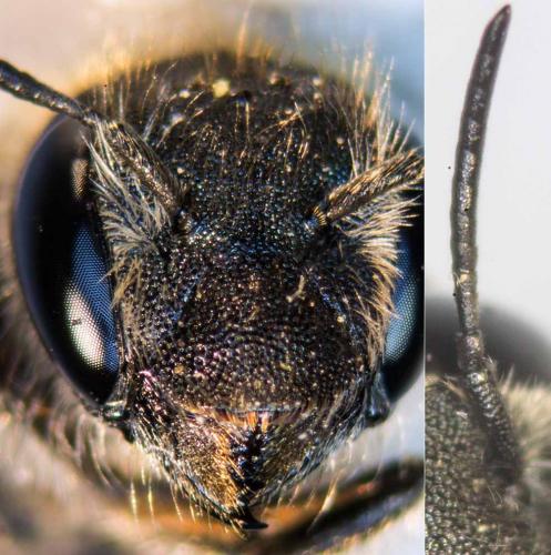 Osmia caerulescens