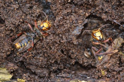 Vespa crabro