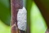161484 – Photo : D. Martinez – Philippines