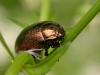 161142 – Photo : Arthropa - Benoit Martha – France (92)
