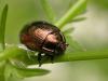 161144 – Photo : Arthropa - Benoit Martha – France (92)