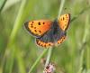 Lycaena phlaeas