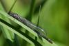 161379 – Photo : Didier Houbrechts – Belgique