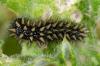 161441 – Photo : Fabricius – France (13)