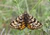 161439 – Photo : Yannick Mourgues – France (48)