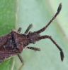 Coriomeris sp.