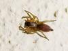 Clubiona sp.