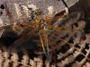 Libellula quadrimaculata