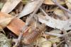 161227 – Photo : Captagone – Madagascar