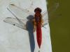 Crocothemis erythraea
