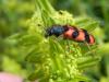 161581 – Photo : florent besson – France (18)