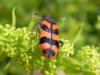161582 – Photo : florent besson – France (18)