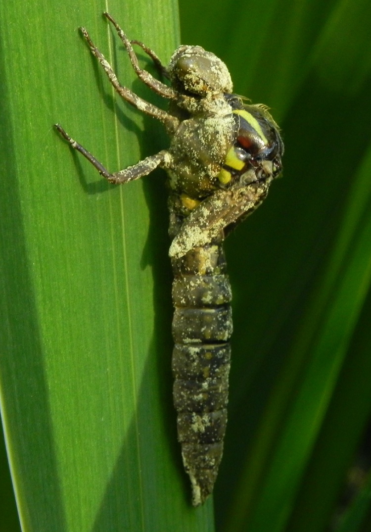 florent besson - Brachytron pratense - réf. 161156 (750 x 1075 pixels, 219 ko)