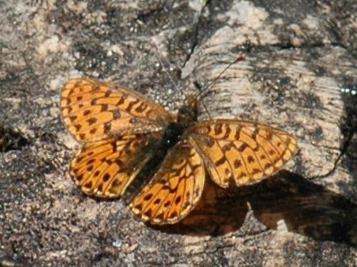 Boloria euphrosyne
