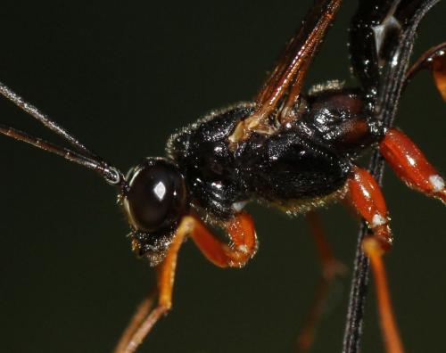 Réf. 162 400 : Rhyssella approximator