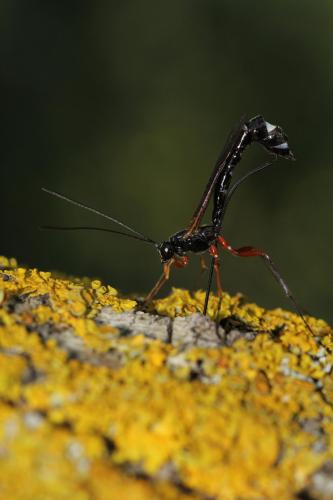 Réf. 162 399 : Rhyssella approximator