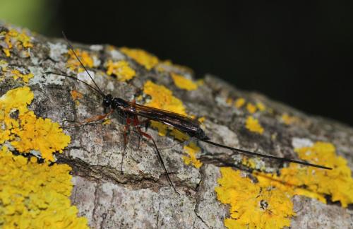 Réf. 162 401 : Rhyssella approximator