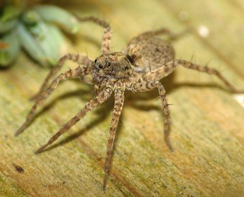Pardosa sp.